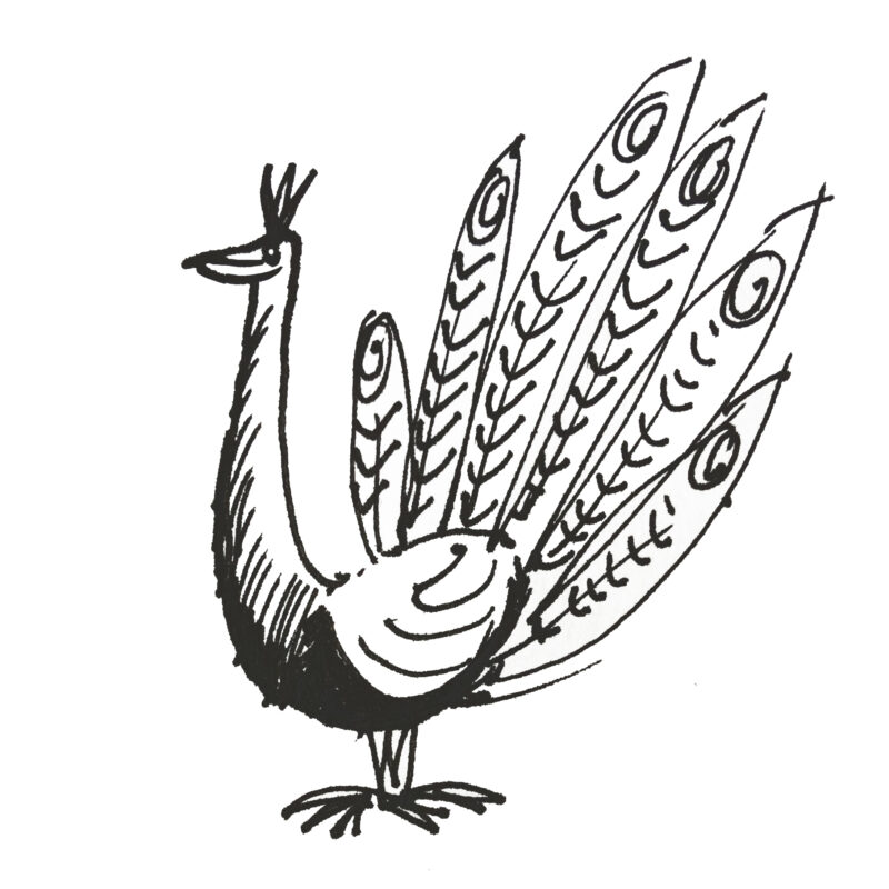 Micro Oiseau - como desenvolver o seu site - ajuda de marketing para microempreendedores - pavão