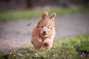 cachorrinho feliz | Micro Oiseau | ajuda para micro empreendedores